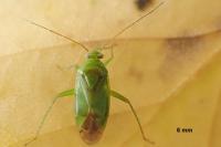 Neolygus contaminatus
