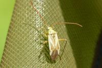 Adelphocoris lineolatus