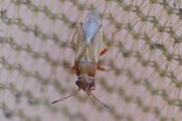 Cymus melanocephalus