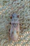 Heterogaster artemisiae