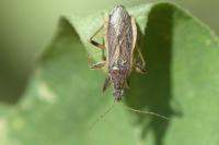 Himacerus major