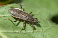 Himacerus major