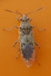 Liorhyssus hyalinus