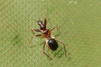 Himacerus mirmicoides