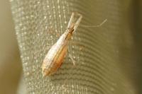 Nabis limbatus