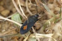 Aphanus rolandri
