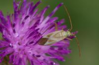 Adelphocoris lineolatus