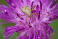 Adelphocoris lineolatus