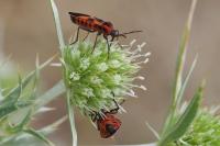 Tropidothorax leucopterus