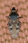 Dictyla echii
