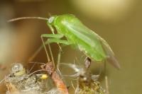 Lygocoris pabulinus