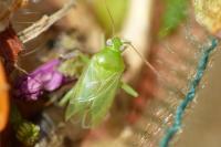 Lygocoris pabulinus
