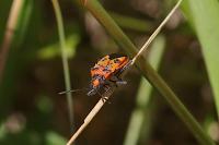 Corizus hyoscyami hyoscyami