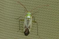 Adelphocoris lineolatus