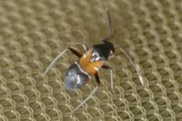 Pilophorus cinnamopterus