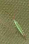 Trigonotylus caelestialium