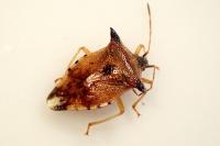 Elasmucha ferrugata