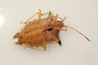 Elasmucha ferrugata