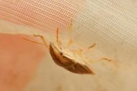 Aelia acuminata