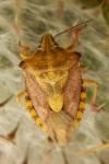 Carpocoris purpureipennis