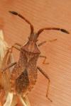Coriomeris affinis
