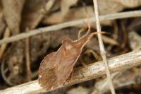 Enoplops scapha
