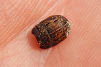 Odontoscelis fuliginosa