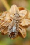 Ortholomus punctipennis