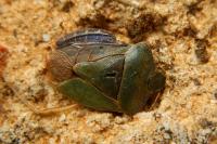 Palomena prasina