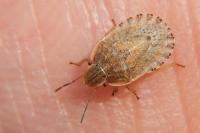 Sciocoris macrocephalus