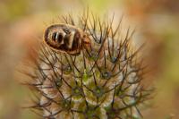 Sciocoris macrocephalus