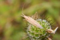 Stenodema laevigata