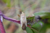 Adelphocoris lineolatus