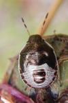Holcostethus sphacelatus