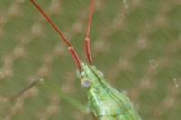 Trigonotylus caelestialium