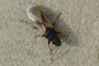 Metopoplax ditomoides