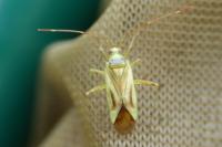 Adelphocoris quadripunctatus