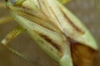Adelphocoris quadripunctatus