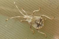 Coreus marginatus