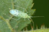 Malacocoris chlorizans