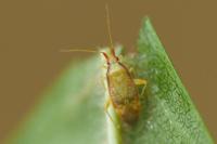 Pseudoloxops coccineus