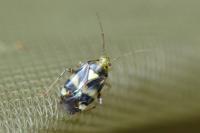 Liocoris tripustulatus