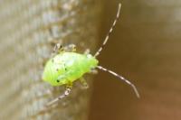 Liocoris tripustulatus