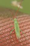Trigonotylus caelestialium