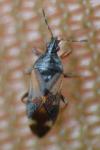 Anthocoris nemoralis