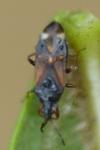 Anthocoris nemoralis