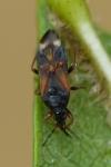 Anthocoris nemoralis