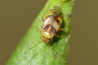 Pinalitus viscicola