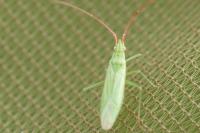 Trigonotylus caelestialium