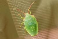 Acanthosoma haemorrhoidale